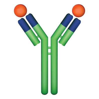 antibodies2.jpg